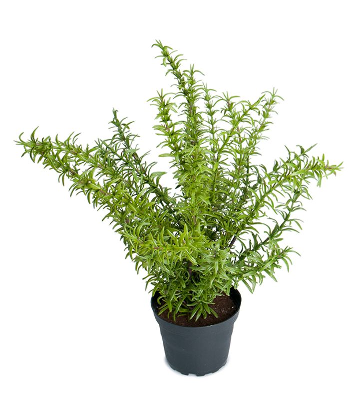 Rosmarin i potte H 35 cm
