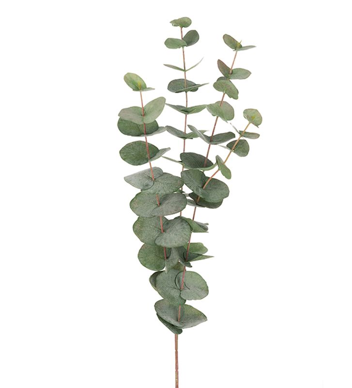 Euacalyptus stilk H 60 cm