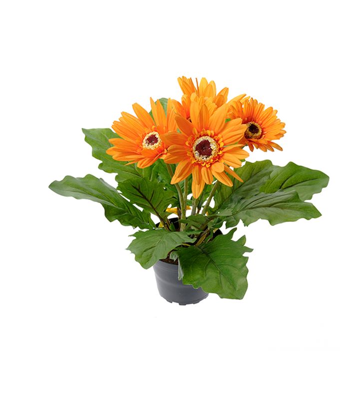 Gerbera Gul i potte H 30 cm