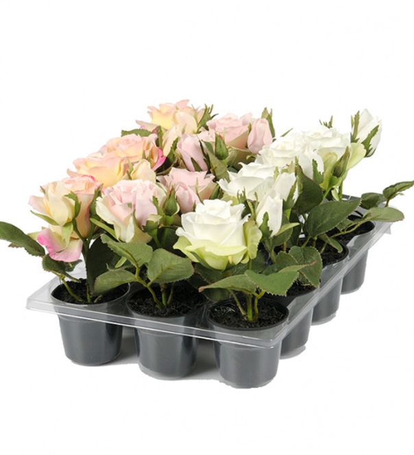 Hovedbilde Minirose Hvit  i potte 15x6 ...