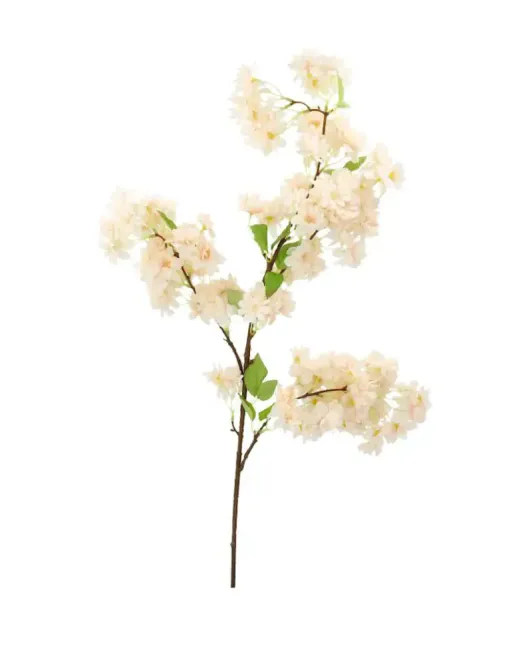 Hovedbilde Kirsebærblomst Aprikos 102 cm ...