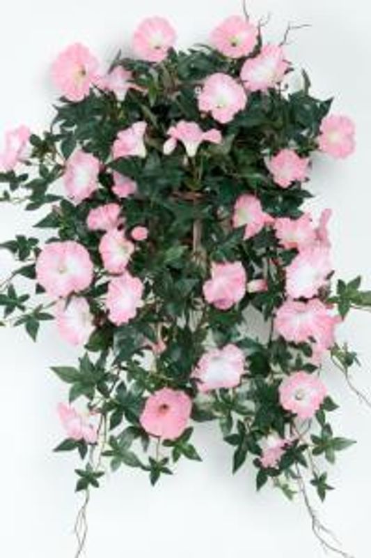 Blomst for dagen rosa i potte