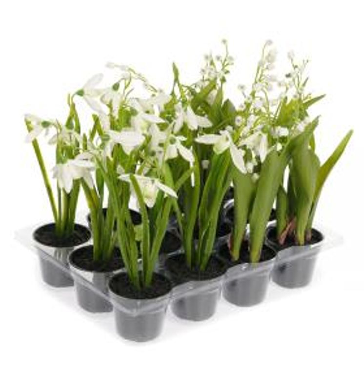 Vårblomst hvit 1510-99-1