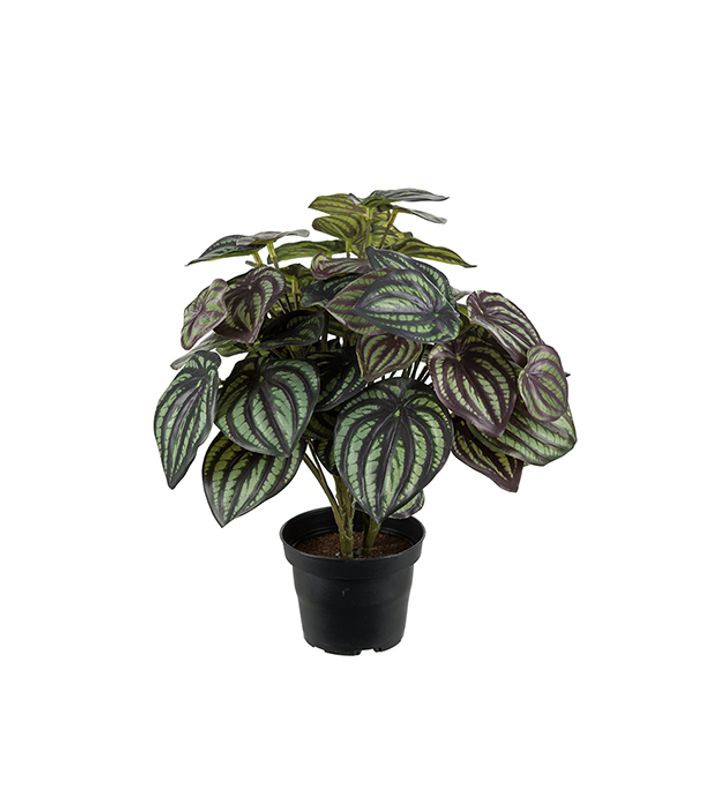 Peperomia i potte H 30 cm