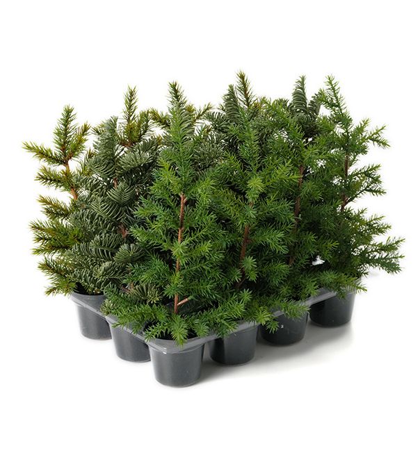 Hovedbilde Juletre Gran Lgrønn  H 31 cm
