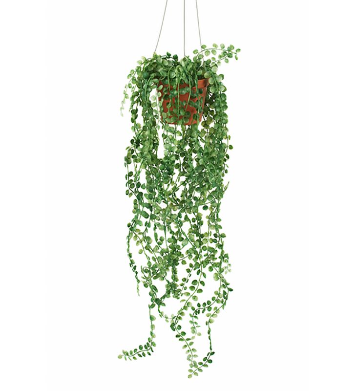 Pilea i potte 55 cm