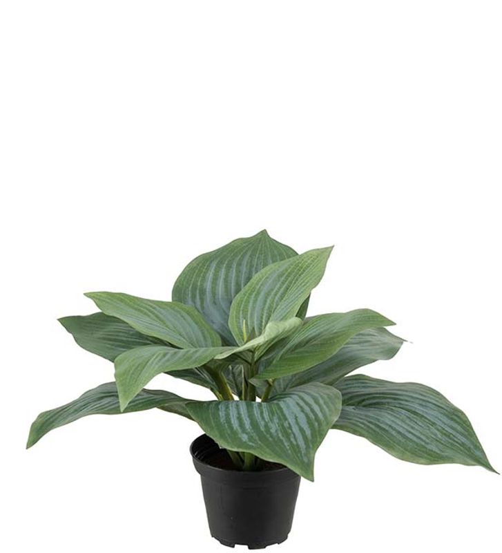 Hosta i potte H 20 cm