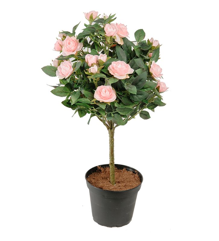 Rose Rosa i potte H 45 cm
