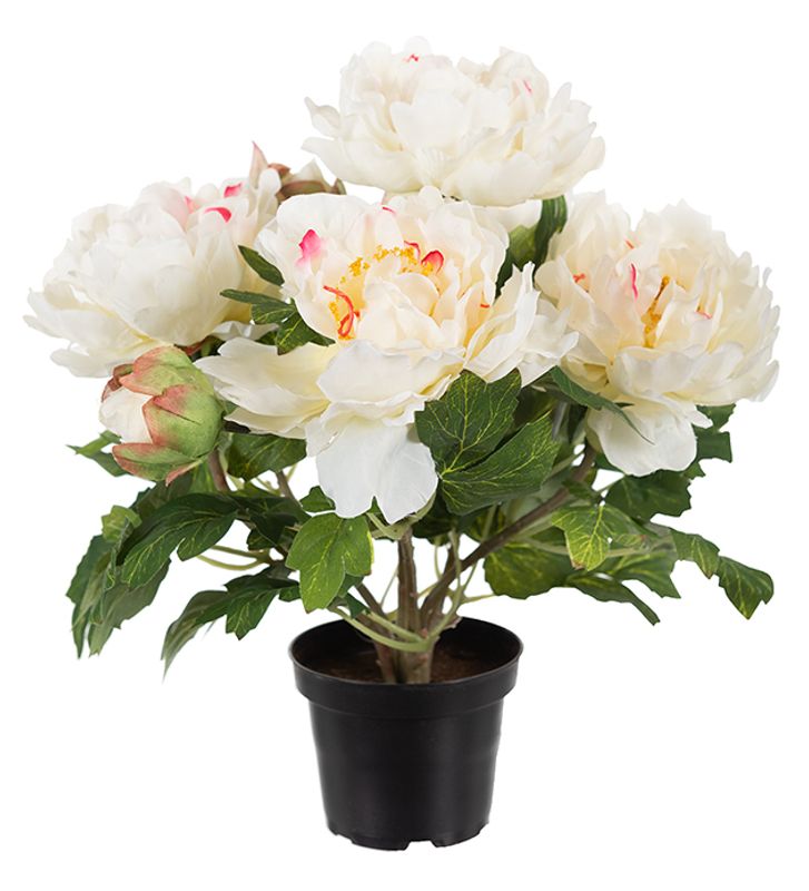 Pion i potte H 35 cm