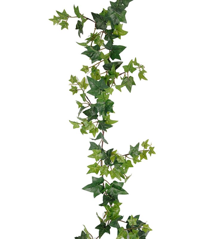 Murgrøna stilk Lengde 120 cm