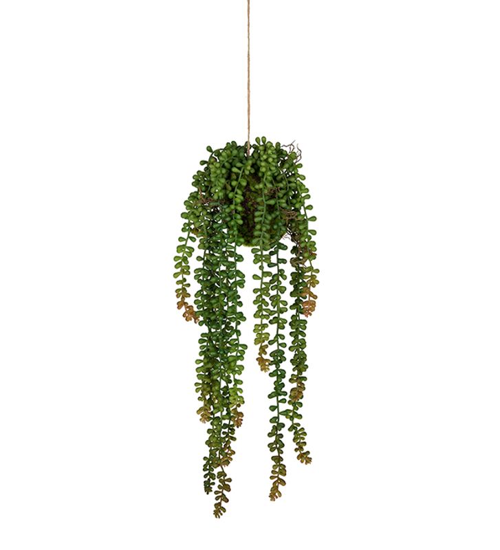 Senecio i potte H 50 cm
