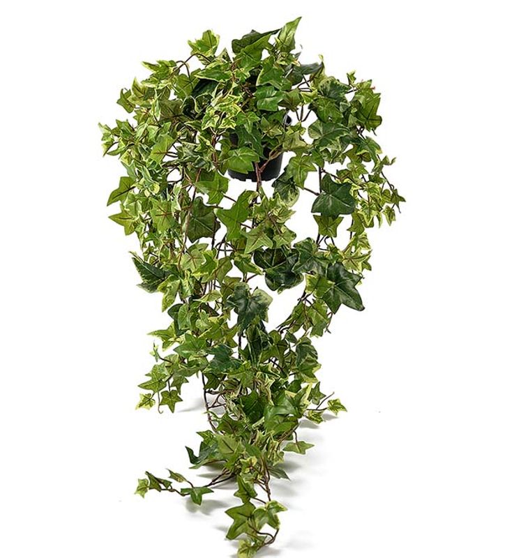 Murgrøna i potte H 22 cm L 85 cm