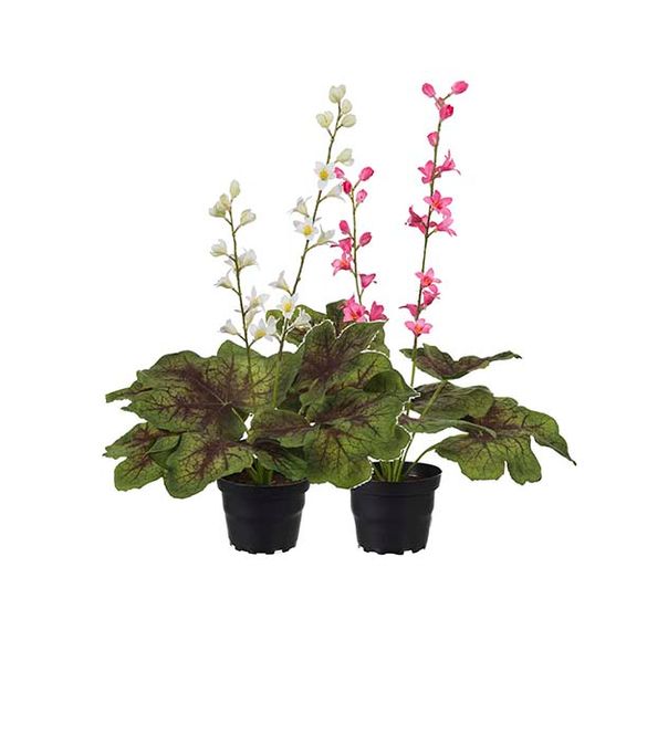 Hovedbilde Alunrot i potte Rosa blomst H ...