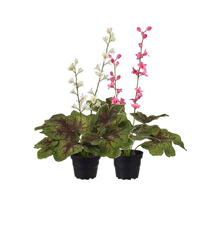 Alunrot i potte Rosa blomst H 45 cm
