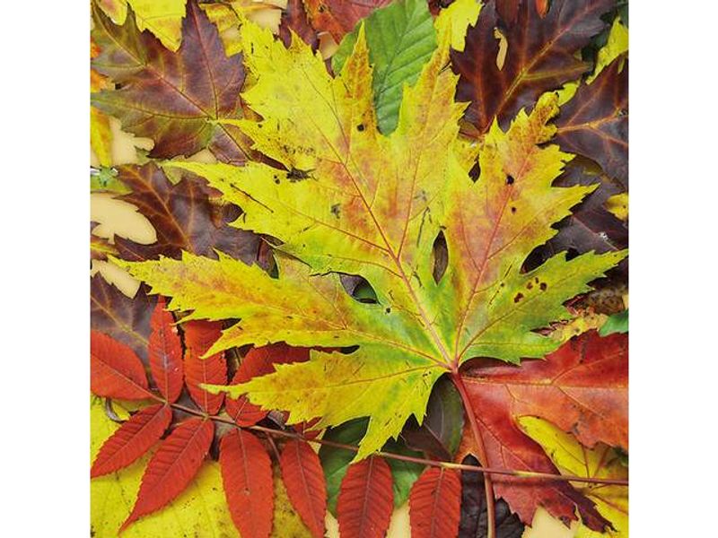 Servietter Fall festival 33x33 cm