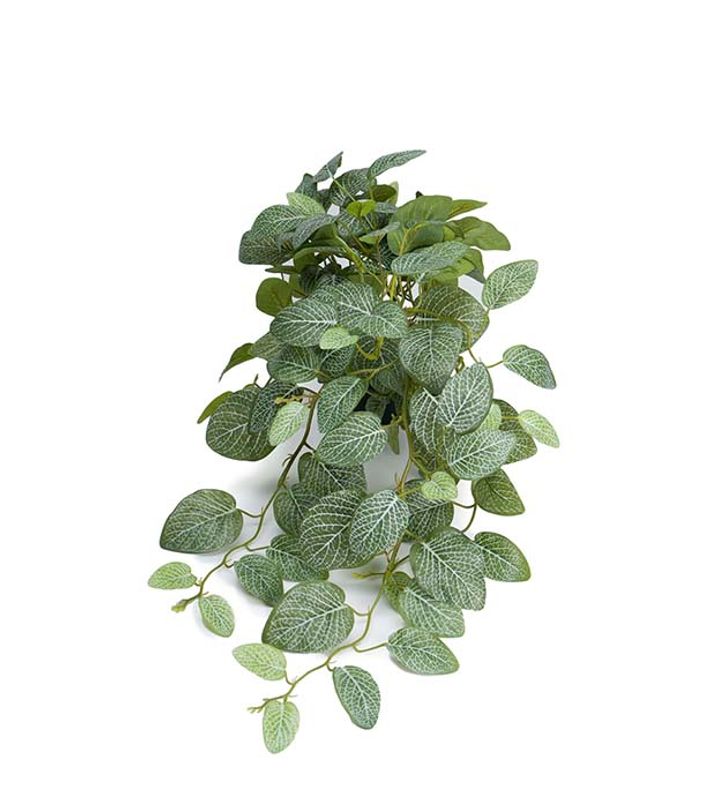 Fittonia i potte Lengde 50 cm