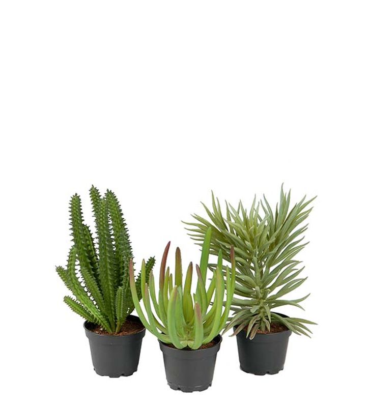 Succulent i potte høyre i bilde H 17 cm