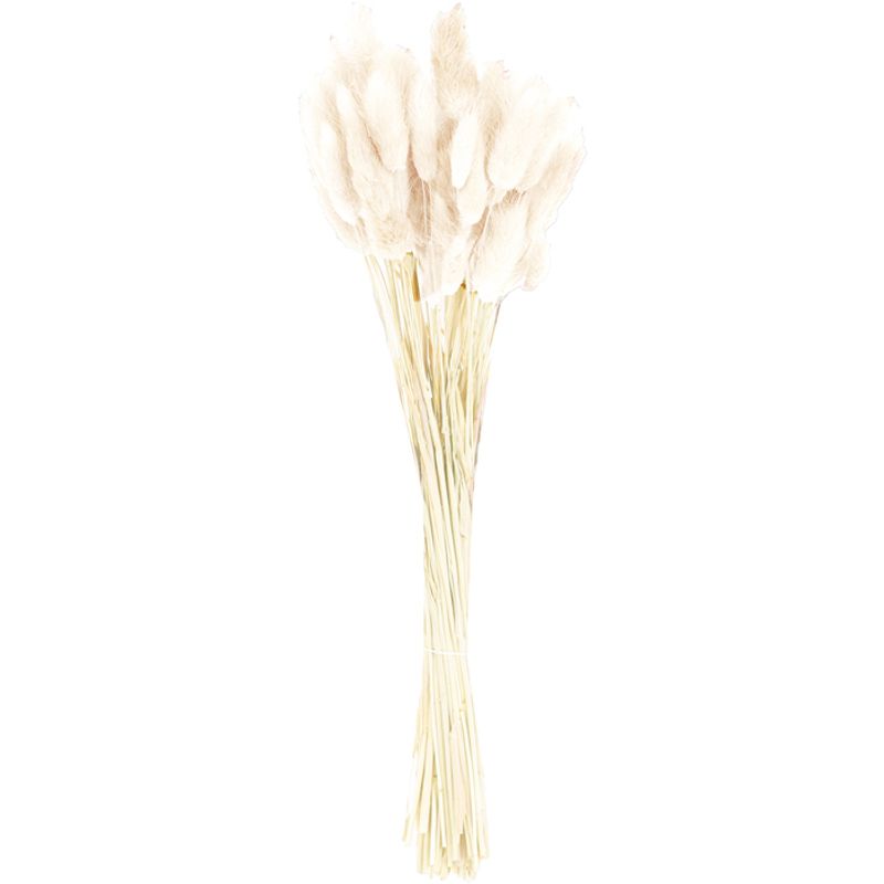 Lagurus Blomst hvit/tørket H30-35 cm