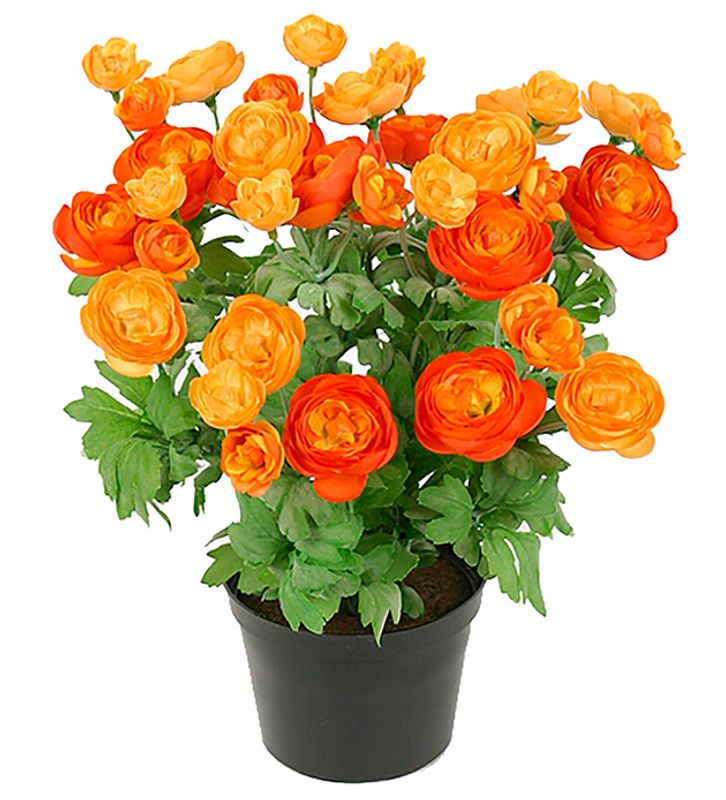 Ranuncel i potte oransje H 30 cm 