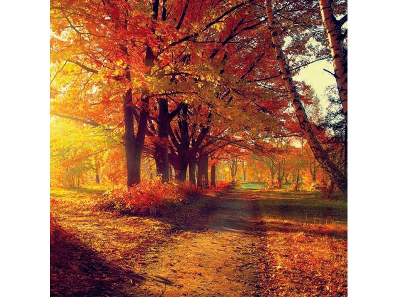 Serviett Lunsj Autumn Park a 12 stk