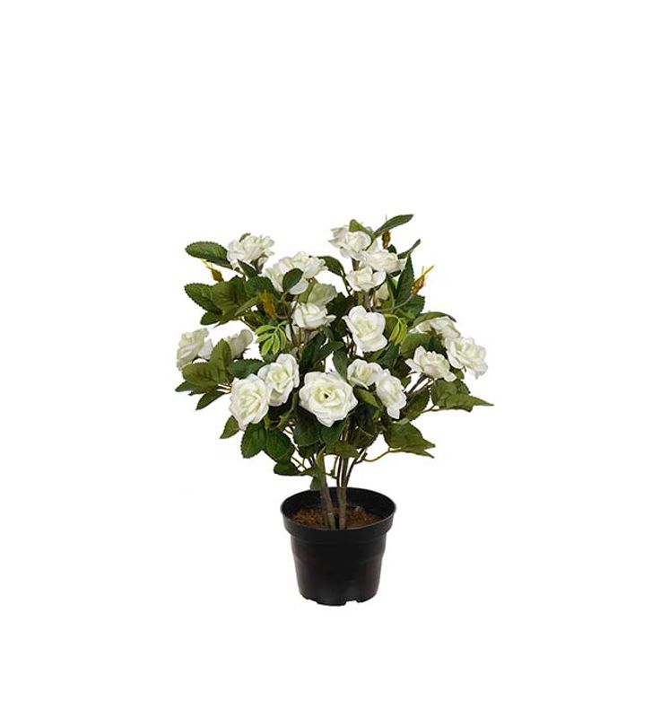 Rose hvit i potte 30 cm