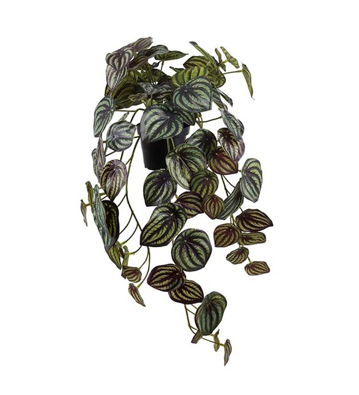 Peperomia i potte Lengde 45 cm